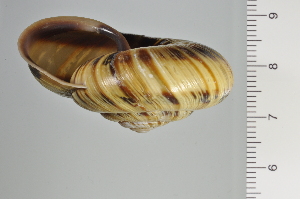  ( - SDNCU-A1125)  @14 [ ] Copyright (2014) Unspecified Specimen depository of the Graduate School of Natural Sciences, Nagoya City University