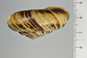  ( - SDNCU-A1125)  @14 [ ] Copyright (2014) Unspecified Specimen depository of the Graduate School of Natural Sciences, Nagoya City University