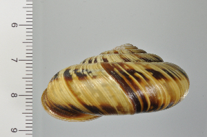  ( - SDNCU-A1125)  @14 [ ] Copyright (2014) Unspecified Specimen depository of the Graduate School of Natural Sciences, Nagoya City University