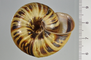  ( - SDNCU-A1125)  @14 [ ] Copyright (2014) Unspecified Specimen depository of the Graduate School of Natural Sciences, Nagoya City University