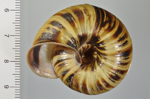  ( - SDNCU-A1125)  @14 [ ] Copyright (2014) Unspecified Specimen depository of the Graduate School of Natural Sciences, Nagoya City University