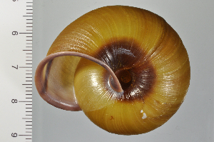 ( - SDNCU-A1372)  @14 [ ] Copyright (2014) Unspecified Specimen depository of the Graduate School of Natural Sciences, Nagoya City University