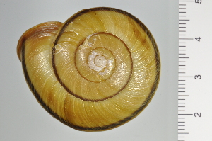  ( - SDNCU-A1373)  @14 [ ] Copyright (2014) Unspecified Specimen depository of the Graduate School of Natural Sciences, Nagoya City University