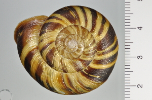  (Euhadra brandtii - SDNCU-A1127)  @14 [ ] Copyright (2014) Unspecified Specimen depository of the Graduate School of Natural Sciences, Nagoya City University