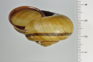  (Euhadra senckenbergiana - SDNCU-A1373)  @14 [ ] Copyright (2014) Unspecified Specimen depository of the Graduate School of Natural Sciences, Nagoya City University
