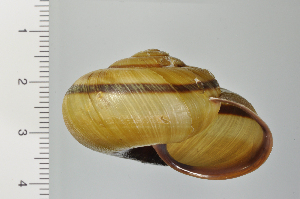  ( - SDNCU-A1373)  @14 [ ] Copyright (2014) Unspecified Specimen depository of the Graduate School of Natural Sciences, Nagoya City University