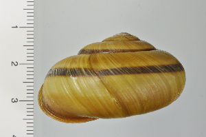  ( - SDNCU-A1373)  @14 [ ] Copyright (2014) Unspecified Specimen depository of the Graduate School of Natural Sciences, Nagoya City University