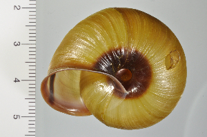  ( - SDNCU-A1373)  @14 [ ] Copyright (2014) Unspecified Specimen depository of the Graduate School of Natural Sciences, Nagoya City University