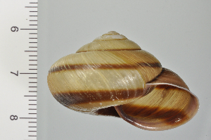  ( - SDNCU-A1108)  @14 [ ] Copyright (2014) Unspecified Specimen depository of the Graduate School of Natural Sciences, Nagoya City University