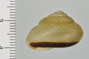  ( - SDNCU-A1132)  @13 [ ] Copyright (2014) Unspecified Specimen depository of the Graduate School of Natural Sciences, Nagoya City University