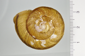  ( - SDNCU-A1198)  @14 [ ] Copyright (2014) Unspecified Specimen depository of the Graduate School of Natural Sciences, Nagoya City University