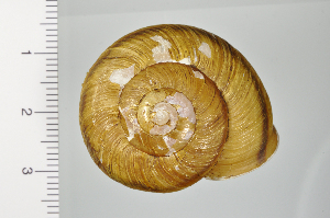  ( - SDNCU-A1198)  @14 [ ] Copyright (2014) Unspecified Specimen depository of the Graduate School of Natural Sciences, Nagoya City University