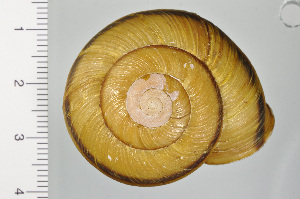  ( - SDNCU-A1199)  @14 [ ] Copyright (2014) Unspecified Specimen depository of the Graduate School of Natural Sciences, Nagoya City University
