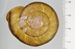  ( - SDNCU-A1200)  @14 [ ] Copyright (2014) Unspecified Specimen depository of the Graduate School of Natural Sciences, Nagoya City University