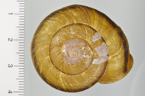  ( - SDNCU-A1200)  @14 [ ] Copyright (2014) Unspecified Specimen depository of the Graduate School of Natural Sciences, Nagoya City University