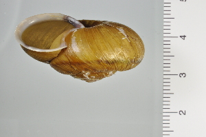  ( - SDNCU-A1198)  @14 [ ] Copyright (2014) Unspecified Specimen depository of the Graduate School of Natural Sciences, Nagoya City University