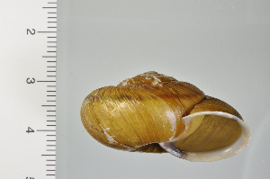  ( - SDNCU-A1198)  @14 [ ] Copyright (2014) Unspecified Specimen depository of the Graduate School of Natural Sciences, Nagoya City University