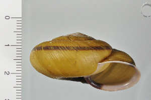  ( - SDNCU-A1199)  @14 [ ] Copyright (2014) Unspecified Specimen depository of the Graduate School of Natural Sciences, Nagoya City University