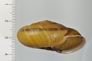  ( - SDNCU-A1200)  @14 [ ] Copyright (2014) Unspecified Specimen depository of the Graduate School of Natural Sciences, Nagoya City University