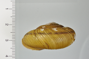  ( - SDNCU-A1198)  @14 [ ] Copyright (2014) Unspecified Specimen depository of the Graduate School of Natural Sciences, Nagoya City University