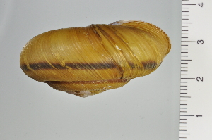  ( - SDNCU-A1199)  @14 [ ] Copyright (2014) Unspecified Specimen depository of the Graduate School of Natural Sciences, Nagoya City University