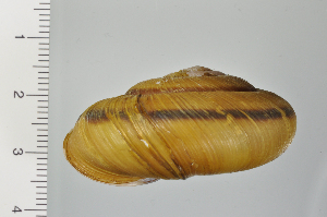  ( - SDNCU-A1199)  @14 [ ] Copyright (2014) Unspecified Specimen depository of the Graduate School of Natural Sciences, Nagoya City University
