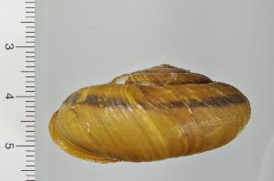  ( - SDNCU-A1200)  @14 [ ] Copyright (2014) Unspecified Specimen depository of the Graduate School of Natural Sciences, Nagoya City University