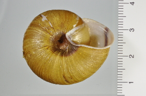  ( - SDNCU-A1198)  @14 [ ] Copyright (2014) Unspecified Specimen depository of the Graduate School of Natural Sciences, Nagoya City University