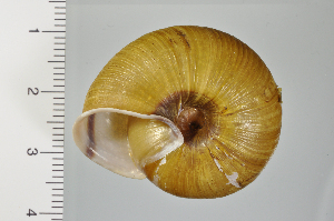  ( - SDNCU-A1198)  @14 [ ] Copyright (2014) Unspecified Specimen depository of the Graduate School of Natural Sciences, Nagoya City University