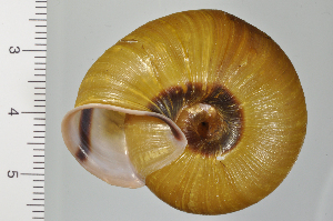  (Euhadra eoa - SDNCU-A1200)  @14 [ ] Copyright (2014) Unspecified Specimen depository of the Graduate School of Natural Sciences, Nagoya City University