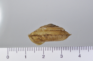  (Aegista - SDNCU-A1067)  @14 [ ] Copyright (2014) Unspecified Specimen depository of the Graduate School of Natural Sciences, Nagoya City University
