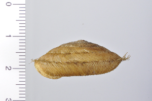  (Aegista - SDNCU-A1068)  @14 [ ] Copyright (2014) Unspecified Specimen depository of the Graduate School of Natural Sciences, Nagoya City University
