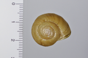 (Bradybaenini - SDNCU-A1059)  @14 [ ] Copyright (2014) Unspecified Specimen depository of the Graduate School of Natural Sciences, Nagoya City University