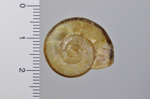  (Euhadra sigeonis - SDNCU-A1375)  @14 [ ] Copyright (2014) Unspecified Specimen depository of the Graduate School of Natural Sciences, Nagoya City University