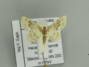  ( - BC ZSM Lep 100068)  @12 [ ] CreativeCommons - Attribution Non-Commercial Share-Alike (2015) SNSB, Zoologische Staatssammlung Muenchen SNSB, Zoologische Staatssammlung Muenchen