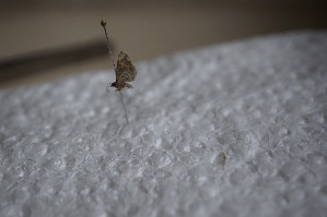  ( - BC ZSM Lep 87141)  @12 [ ] CreativeCommons - Attribution Non-Commercial Share-Alike (2015) SNSB, Zoologische Staatssammlung Muenchen SNSB, Zoologische Staatssammlung Muenchen