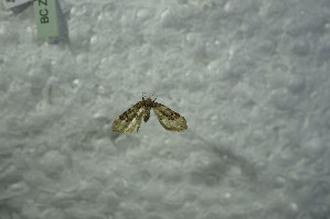  ( - BC ZSM Lep 87336)  @12 [ ] CreativeCommons - Attribution Non-Commercial Share-Alike (2015) SNSB, Zoologische Staatssammlung Muenchen SNSB, Zoologische Staatssammlung Muenchen