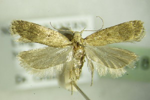  ( - BC ZSM Lep 76918)  @12 [ ] Unspecified (default): All Rights Reserved  Unspecified Unspecified