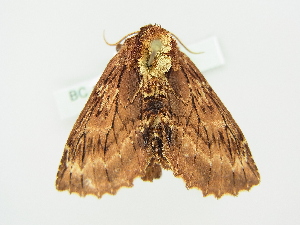  ( - BC ZSM Lep 76534)  @13 [ ] CreativeCommons - Attribution Non-Commercial Share-Alike (2013) Axel Hausmann SNSB, Zoologische Staatssammlung Muenchen