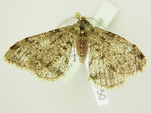  ( - BC ZSM Lep 76568)  @13 [ ] CreativeCommons - Attribution Non-Commercial Share-Alike (2013) Axel Hausmann SNSB, Zoologische Staatssammlung Muenchen