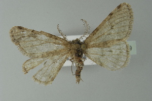  ( - BC ZSM Lep 77539)  @13 [ ] CreativeCommons - Attribution Non-Commercial Share-Alike (2013) Axel Hausmann SNSB, Zoologische Staatssammlung Muenchen