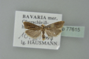  ( - BC ZSM Lep 77615)  @13 [ ] CreativeCommons - Attribution Non-Commercial Share-Alike (2013) Axel Hausmann SNSB, Zoologische Staatssammlung Muenchen