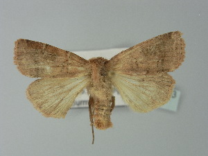  ( - BC ZSM Lep 77703)  @13 [ ] CreativeCommons - Attribution Non-Commercial Share-Alike (2013) Axel Hausmann SNSB, Zoologische Staatssammlung Muenchen