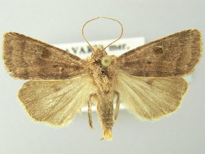  ( - BC ZSM Lep 78105)  @13 [ ] CreativeCommons - Attribution Non-Commercial Share-Alike (2013) Axel Hausmann SNSB, Zoologische Staatssammlung Muenchen