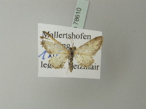  ( - BC ZSM Lep 78610)  @12 [ ] CreativeCommons - Attribution Non-Commercial Share-Alike (2013) Axel Hausmann SNSB, Zoologische Staatssammlung Muenchen