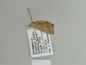  ( - BC ZSM Lep 84272)  @12 [ ] CreativeCommons - Attribution Non-Commercial Share-Alike (2014) Axel Hausmann SNSB, Zoologische Staatssammlung Muenchen