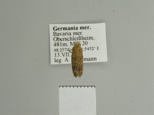  ( - BC ZSM Lep 84509)  @12 [ ] CreativeCommons - Attribution Non-Commercial Share-Alike (2014) Axel Hausmann SNSB, Zoologische Staatssammlung Muenchen