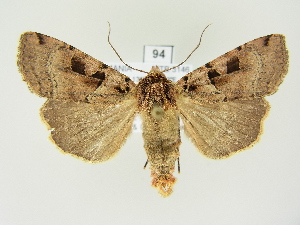  ( - BC ZSM Lep 81990)  @13 [ ] CreativeCommons - Attribution Non-Commercial Share-Alike (2014) Axel Hausmann SNSB, Zoologische Staatssammlung Muenchen