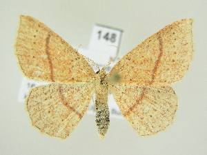  (Cyclophora quercimontaria - BC ZSM Lep 82044)  @14 [ ] CreativeCommons - Attribution Non-Commercial Share-Alike (2014) Axel Hausmann SNSB, Zoologische Staatssammlung Muenchen