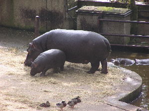  (Hippopotamidae - AP003425)  @14 [ ] CreativeCommons - Attribution Share-Alike (2013) User:karakal Wikimedia Commons